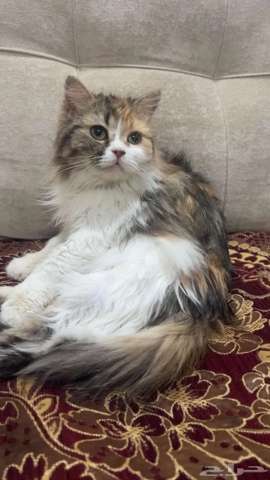 المنصورة 0