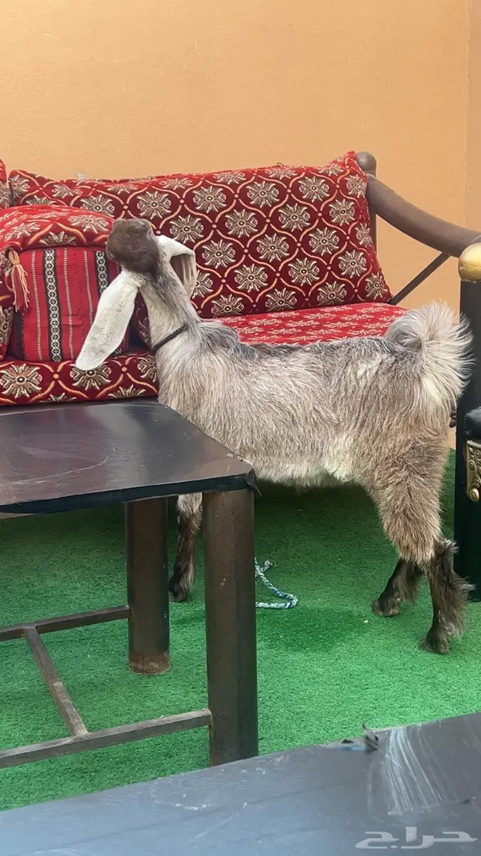 عارضيه للبيع برفحاء افتحو السوم 2