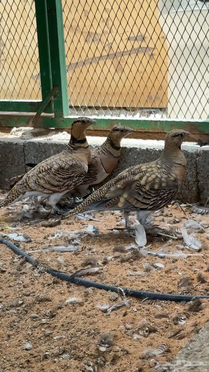 قطا عراقي النغاق 6