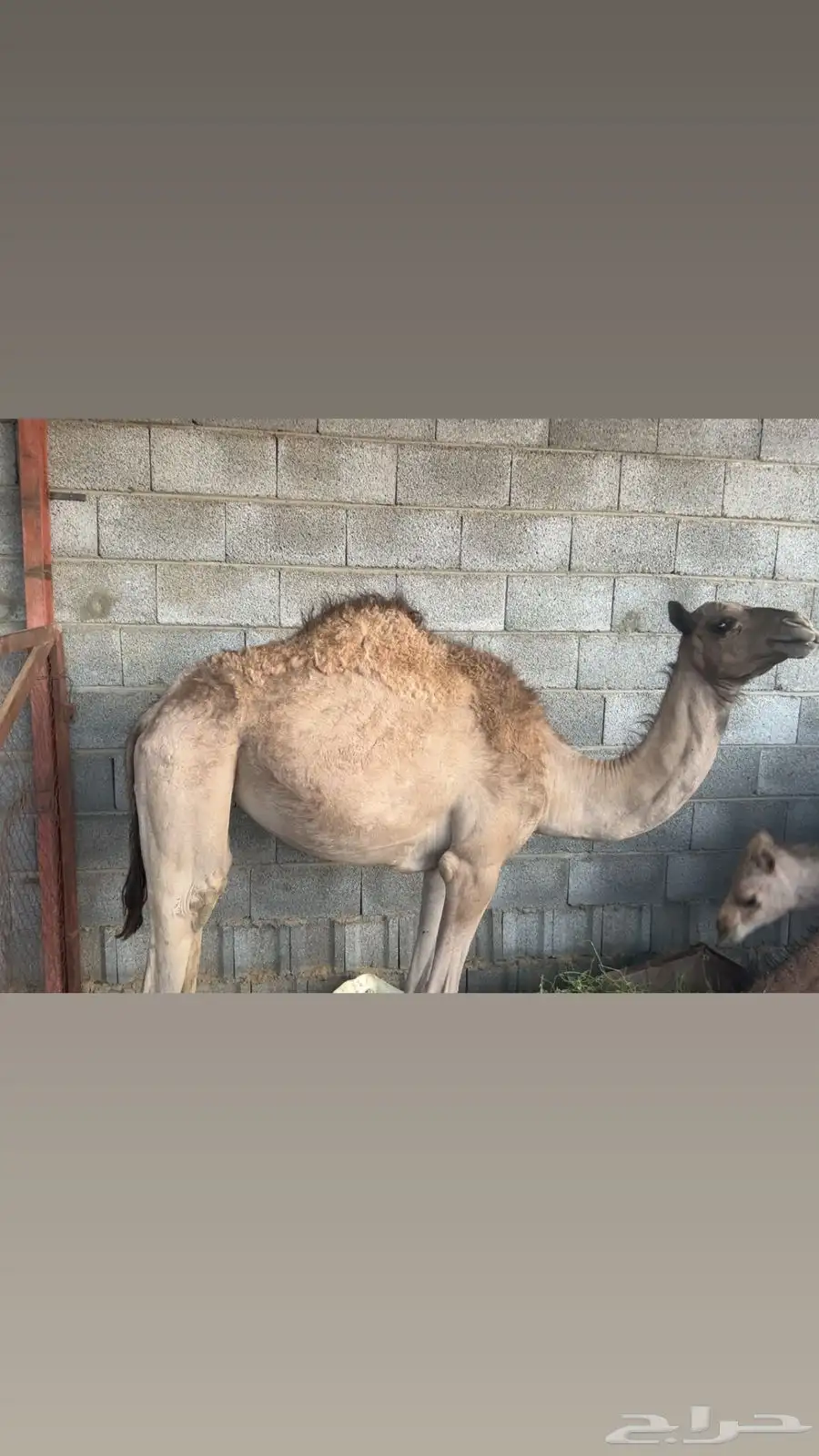 بكره كفوو فل شحم 0