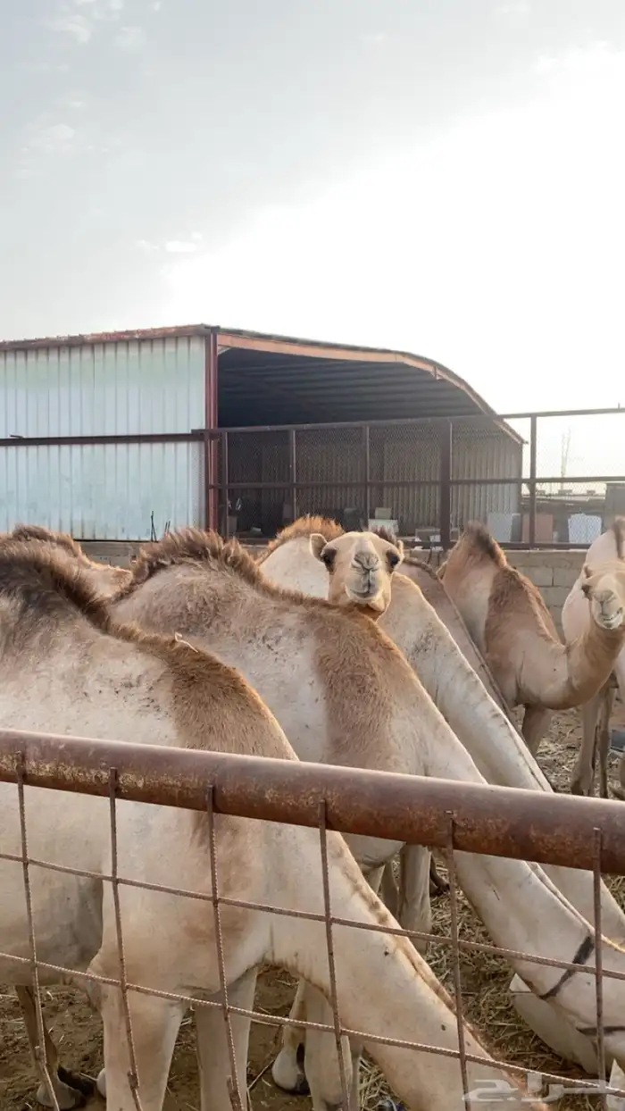 نعيمي - قعدان - بربري - سواكني - يوجد خدمة الذبح والتوصيل 0