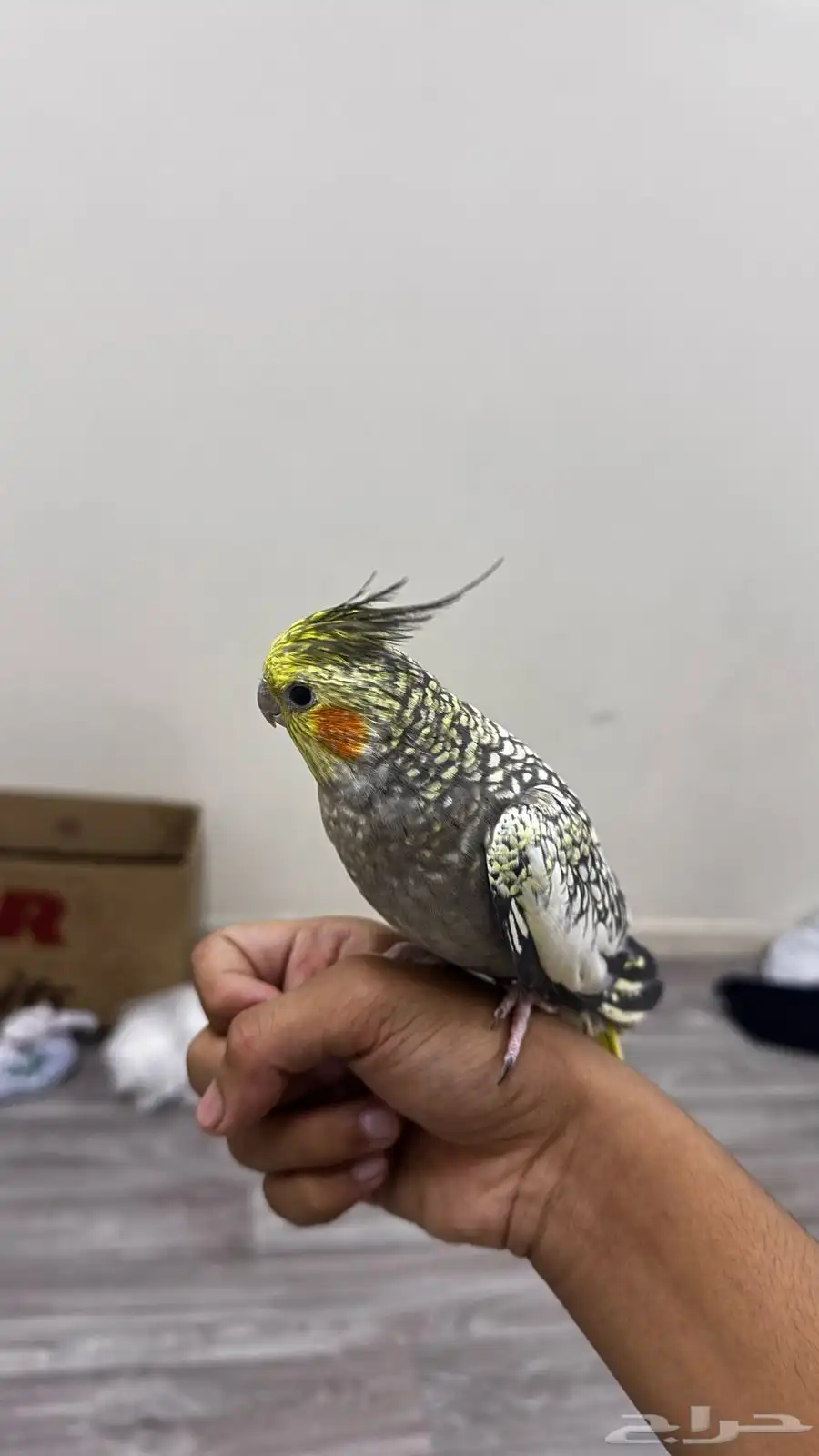 روز وكروان 0