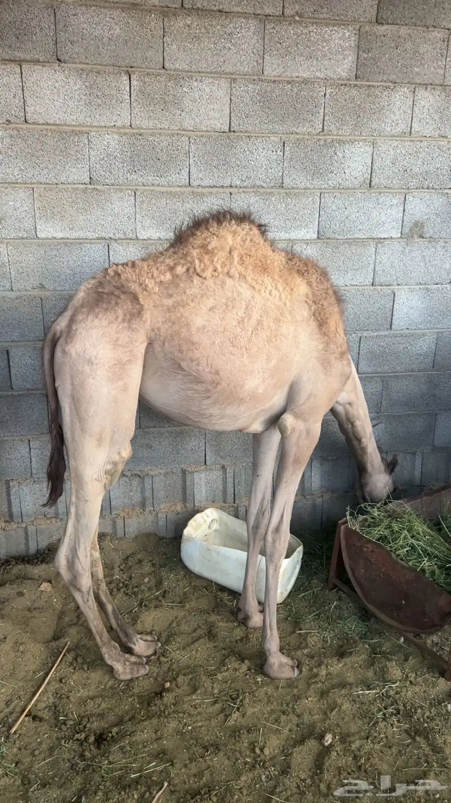 بكره كفوو فل شحم 1