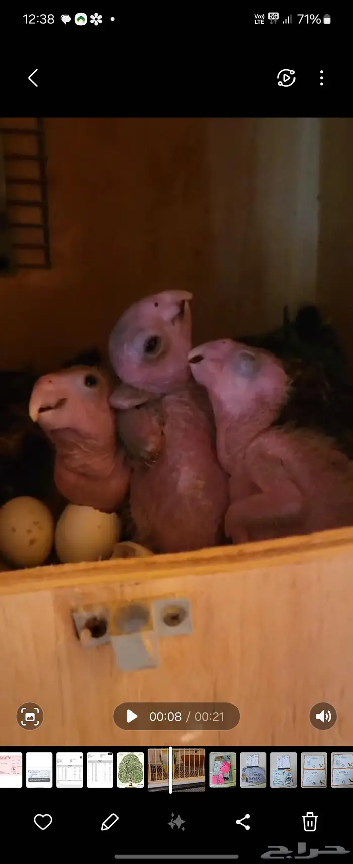 جوزين كايك وايت بلي واحد منتج و الثني على وشك 0