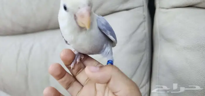 روز أليف لون مميز 3