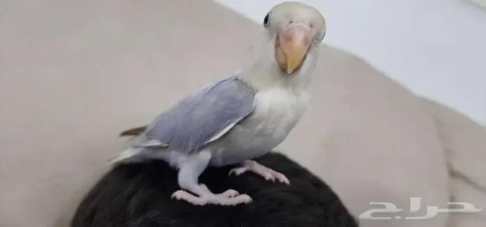 روز أليف لون مميز 0