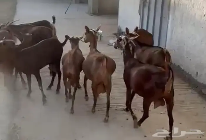 معزا دهم حص 5