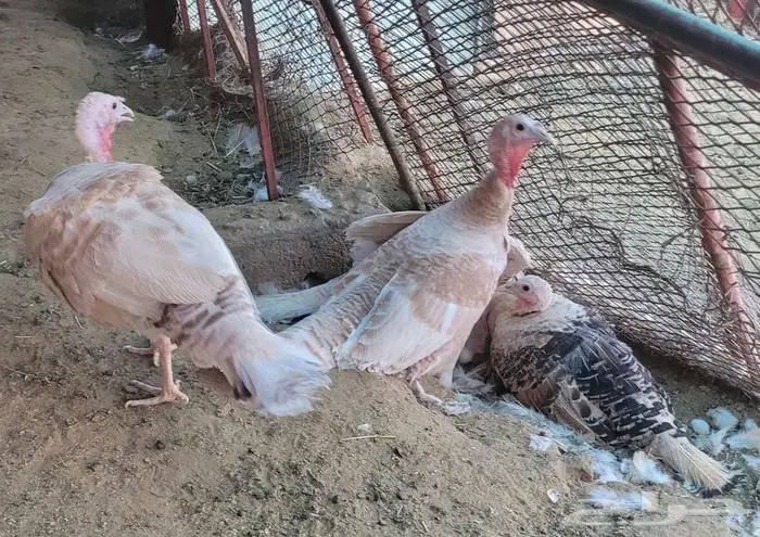 دجاج رومي للبيع ( بيشه ) 1