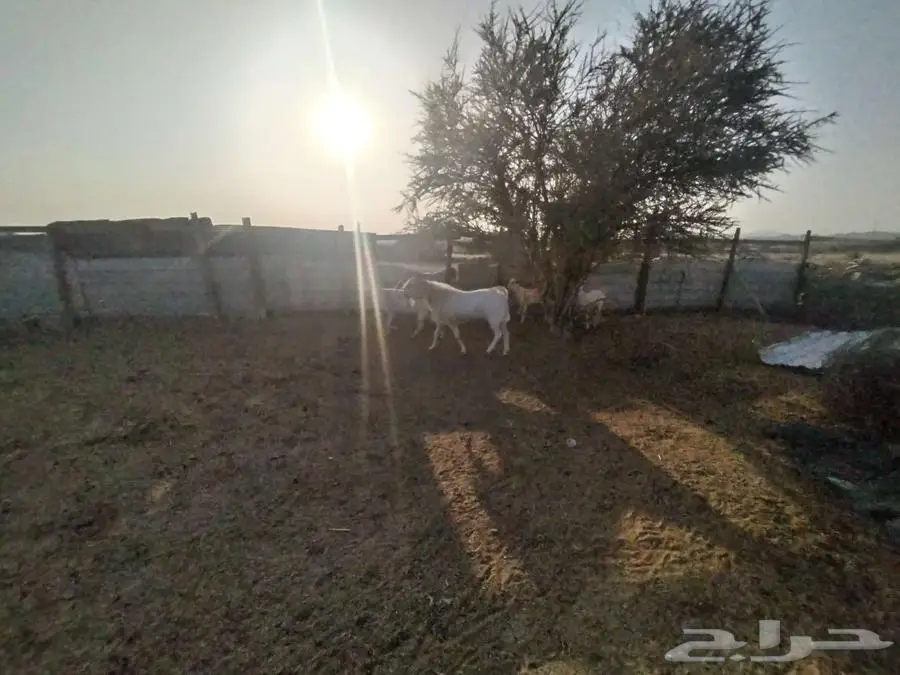 للبيع تيس بيشي ابرص 0
