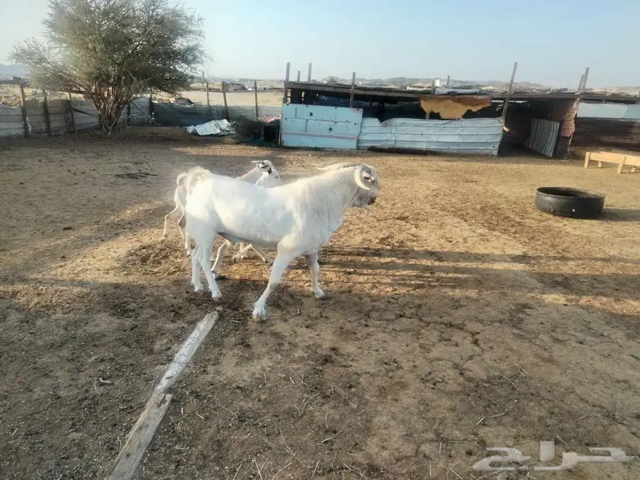للبيع تيس بيشي ابرص 9