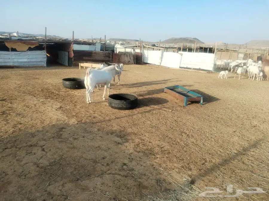 للبيع تيس بيشي ابرص 3