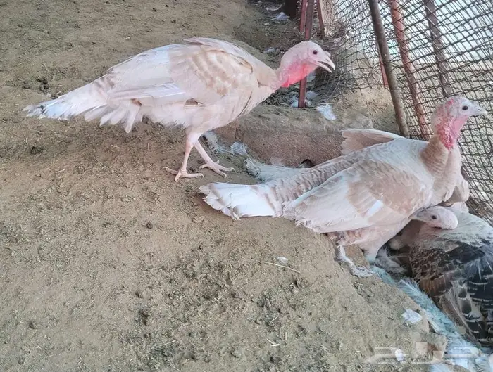 دجاج رومي للبيع ( بيشه ) 0