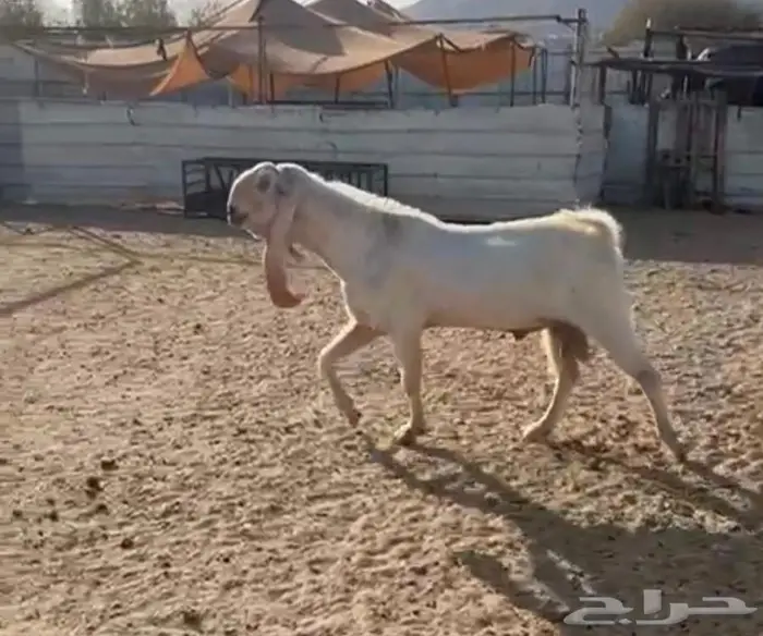 تيس هولندي للبيع 1