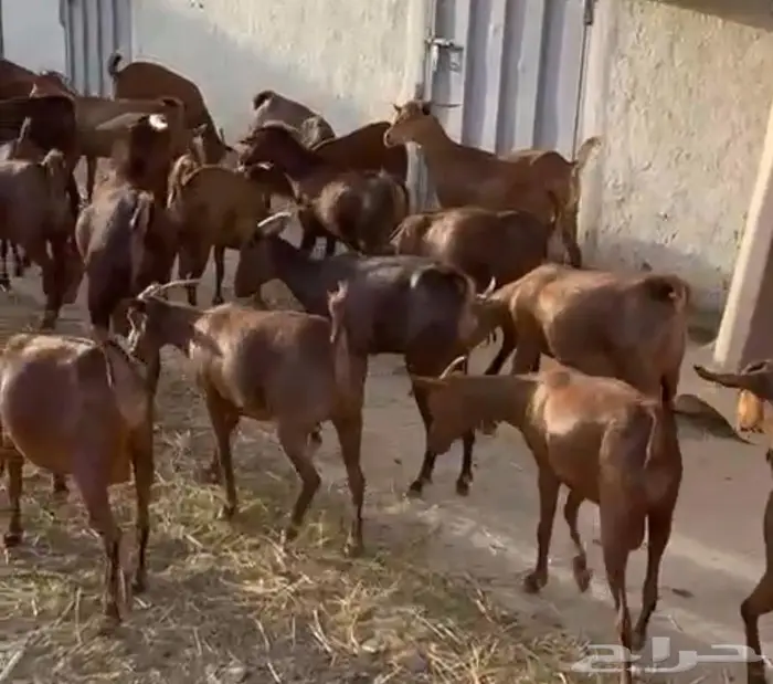 معزا دهم حص 1
