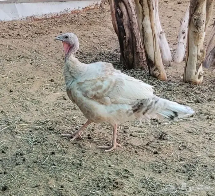 دجاج رومي للبيع ( بيشه ) 3