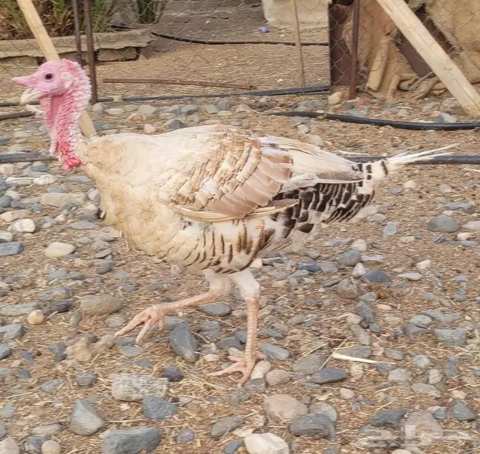 دجاج رومي للبيع ( بيشه ) 2