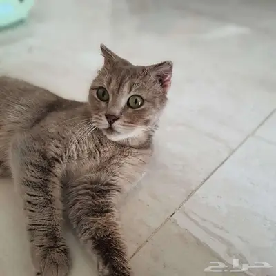 للتبني انثى برتش شورت هير (تم التبني). 0