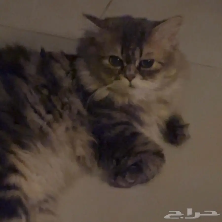 قط للتزاوج 2