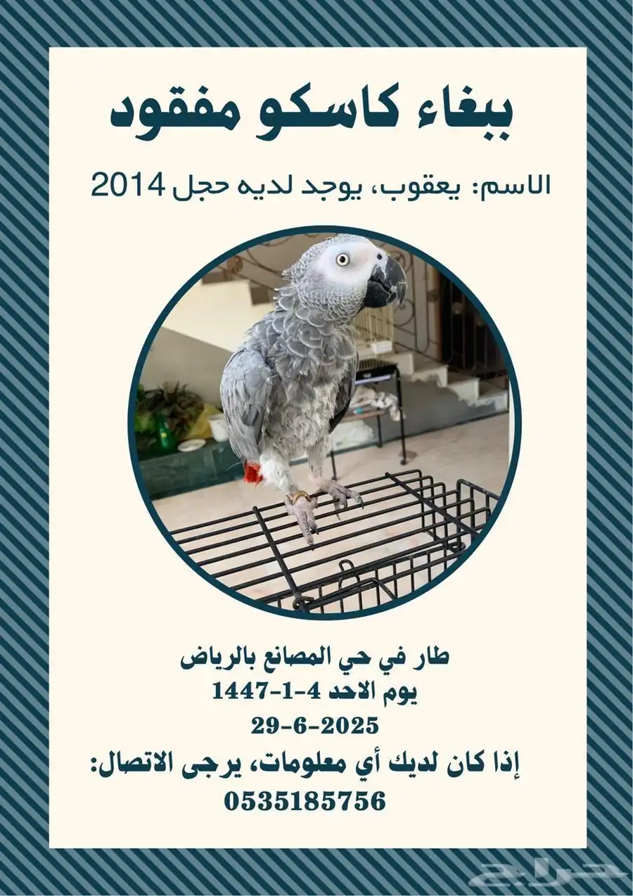 كاسكو 0