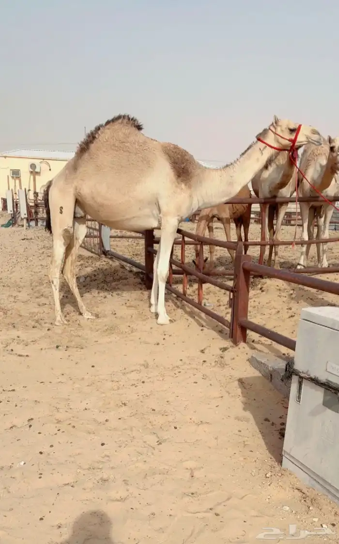 لقحه على شاهين المبتكر بعير بن جرحب منتج للبيع هجن 0