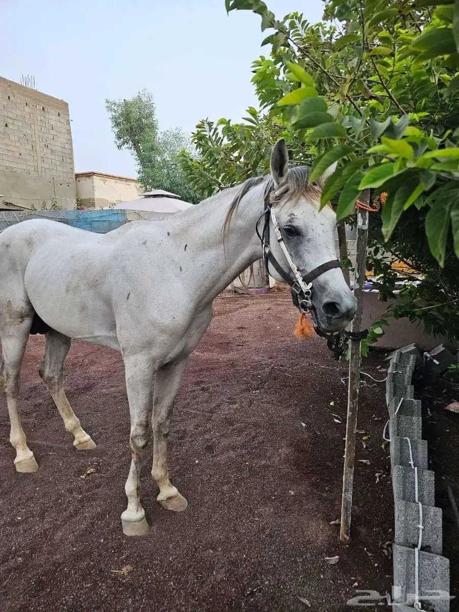 خيل شعبي 5