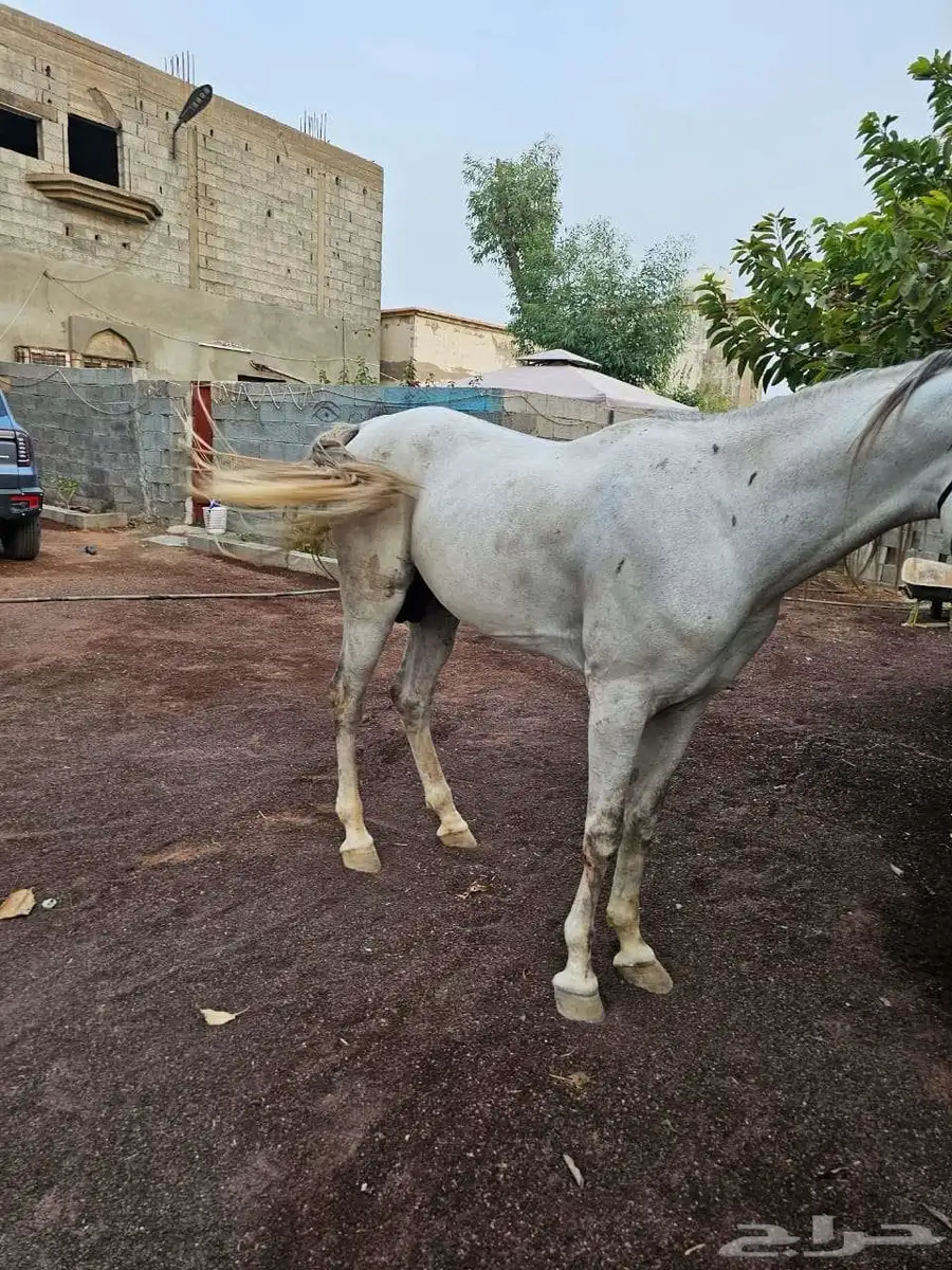 خيل شعبي 7