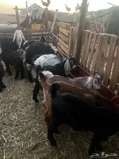 يوجد ذبايح على طلب مع توصيل 1