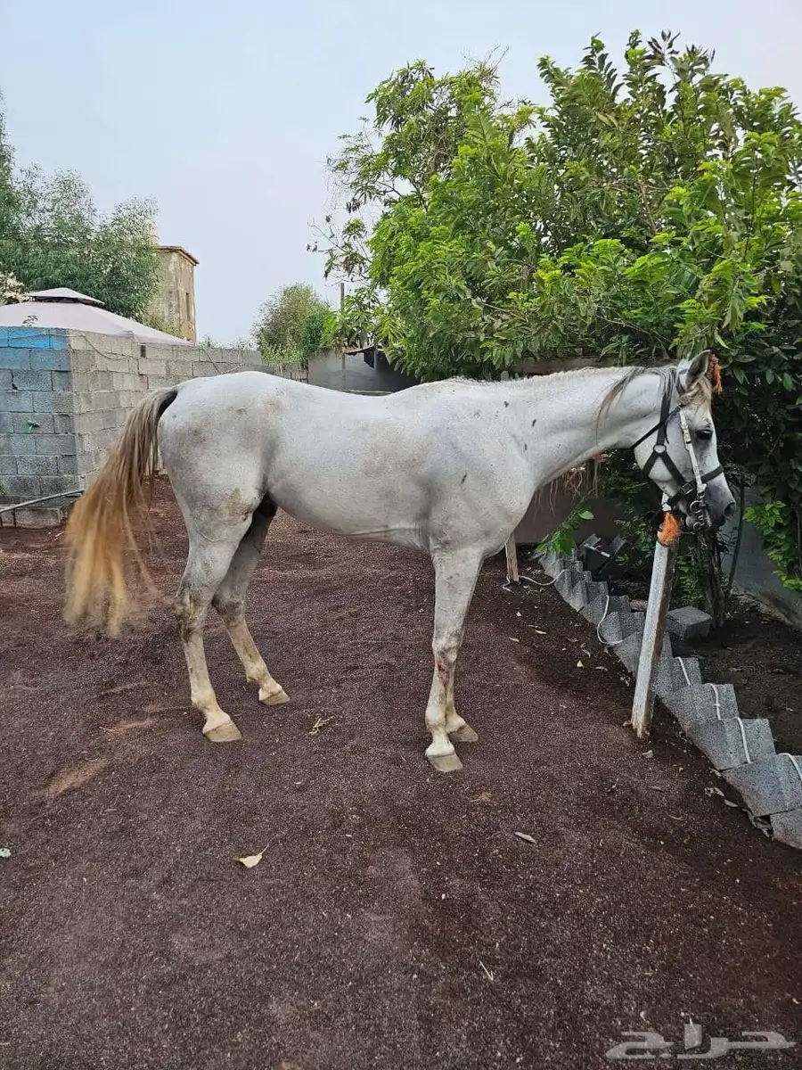 خيل شعبي 4