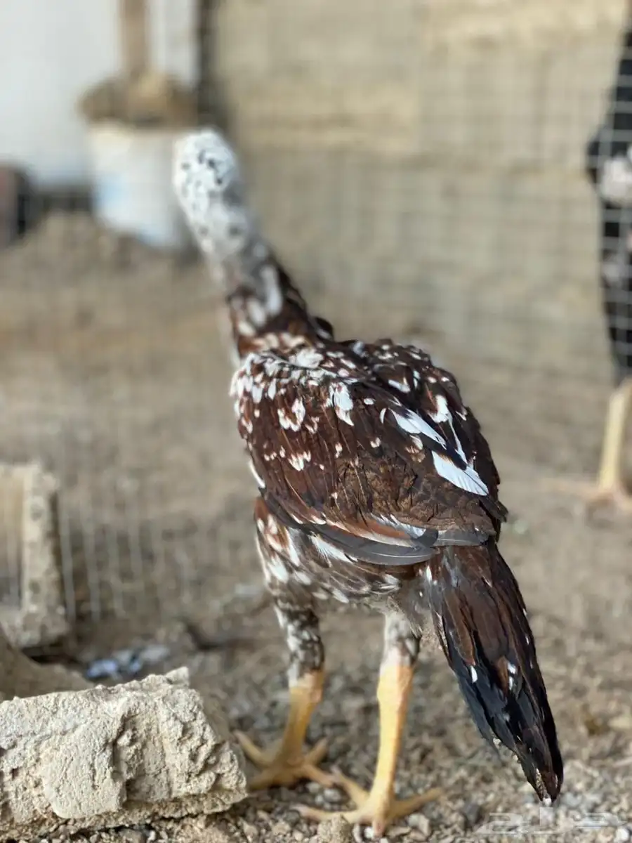 دجاج سندي 4