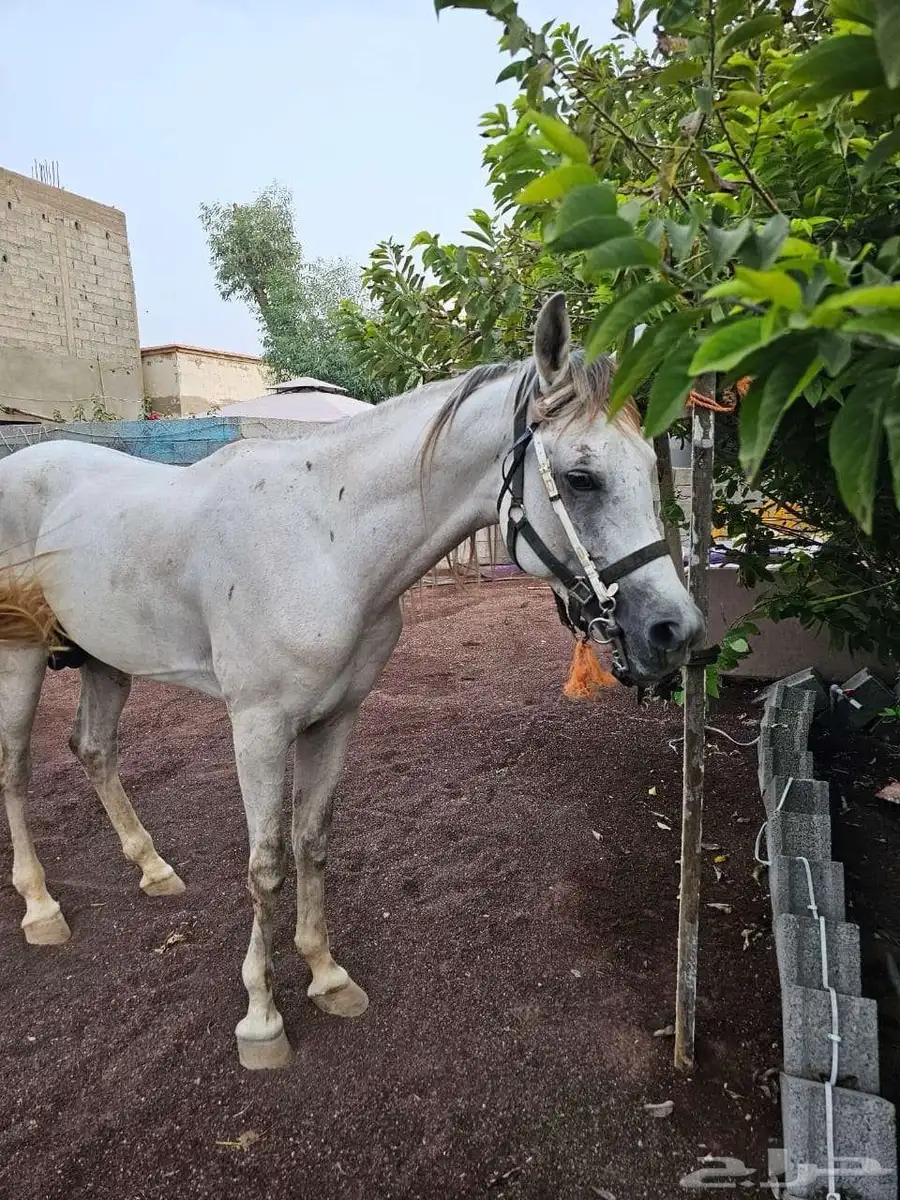 خيل شعبي 6