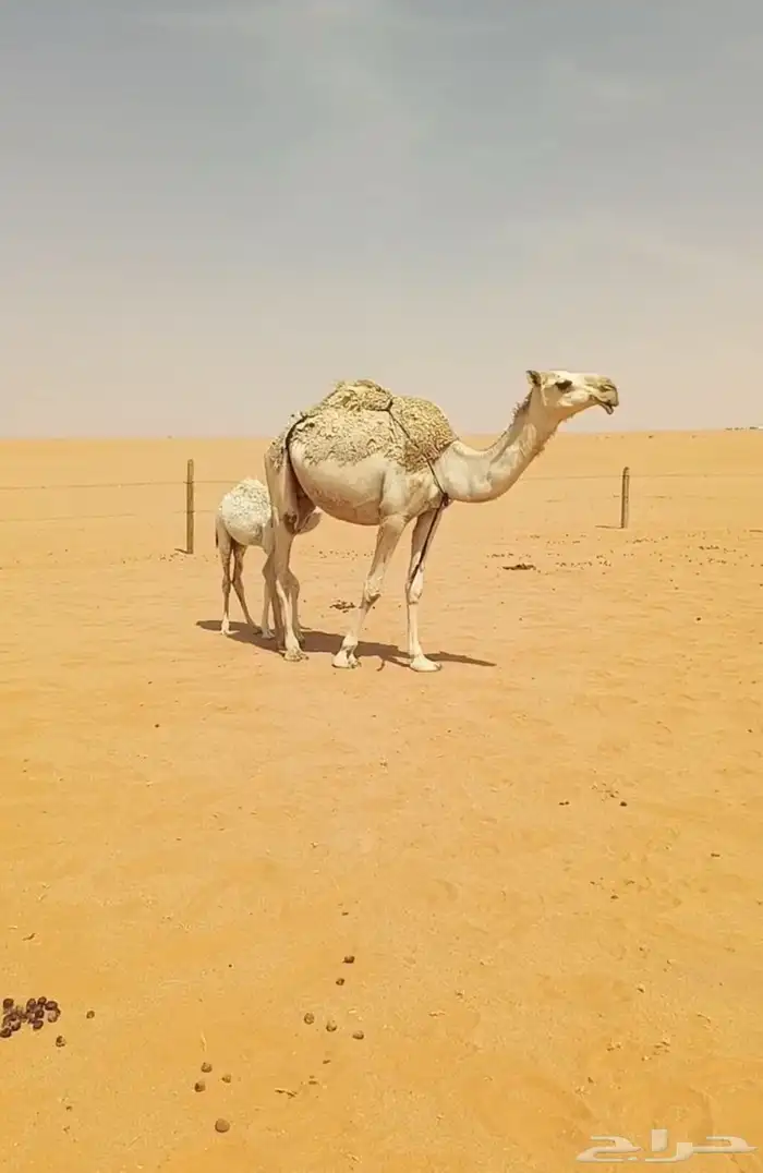 خلفه جذعه شقحاء تحتها بكره 0