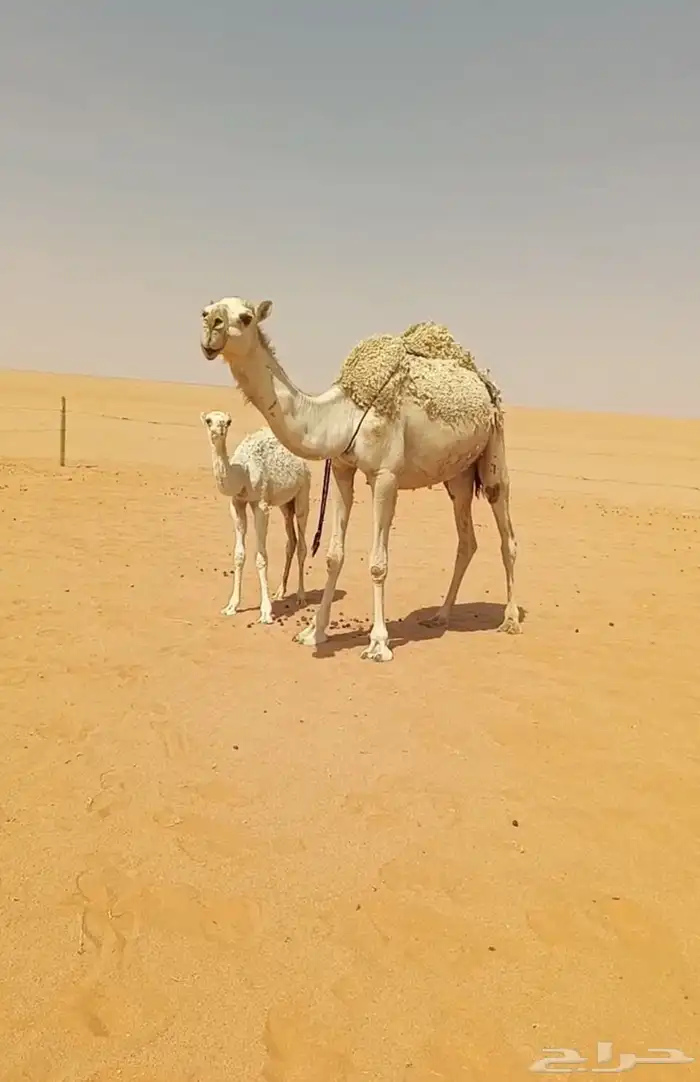 خلفه جذعه شقحاء تحتها بكره 1