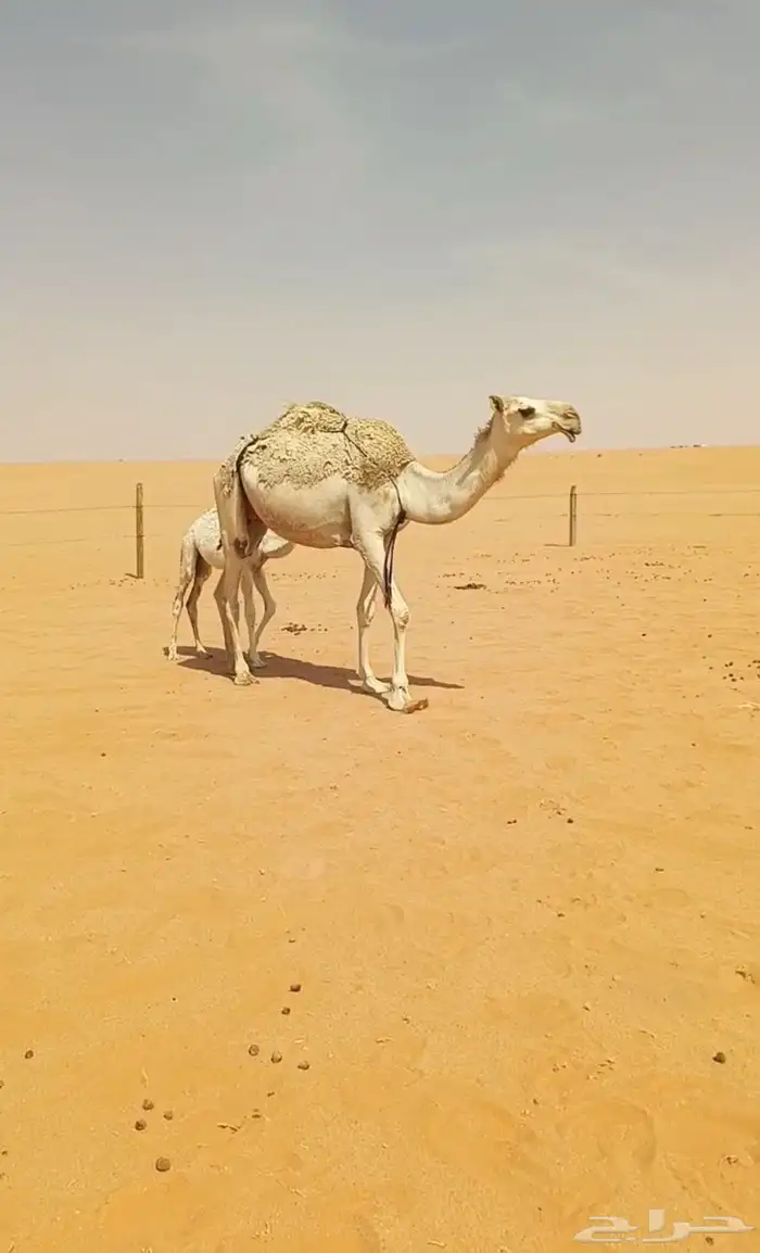خلفه جذعه شقحاء تحتها بكره 2