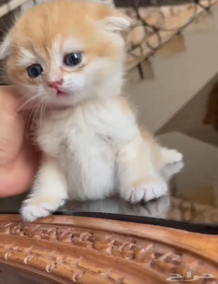 كتنز سكوتش قولد مستويات عاليه ستريت وفولد (تم البيع بالكامل) 1