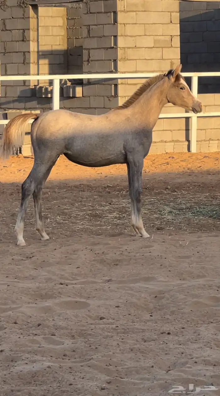 مهره واهو 4