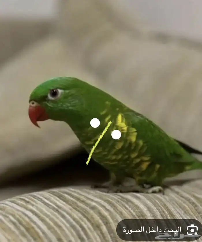 لوري مفطوم العمر شهرين. تم   البيع 0