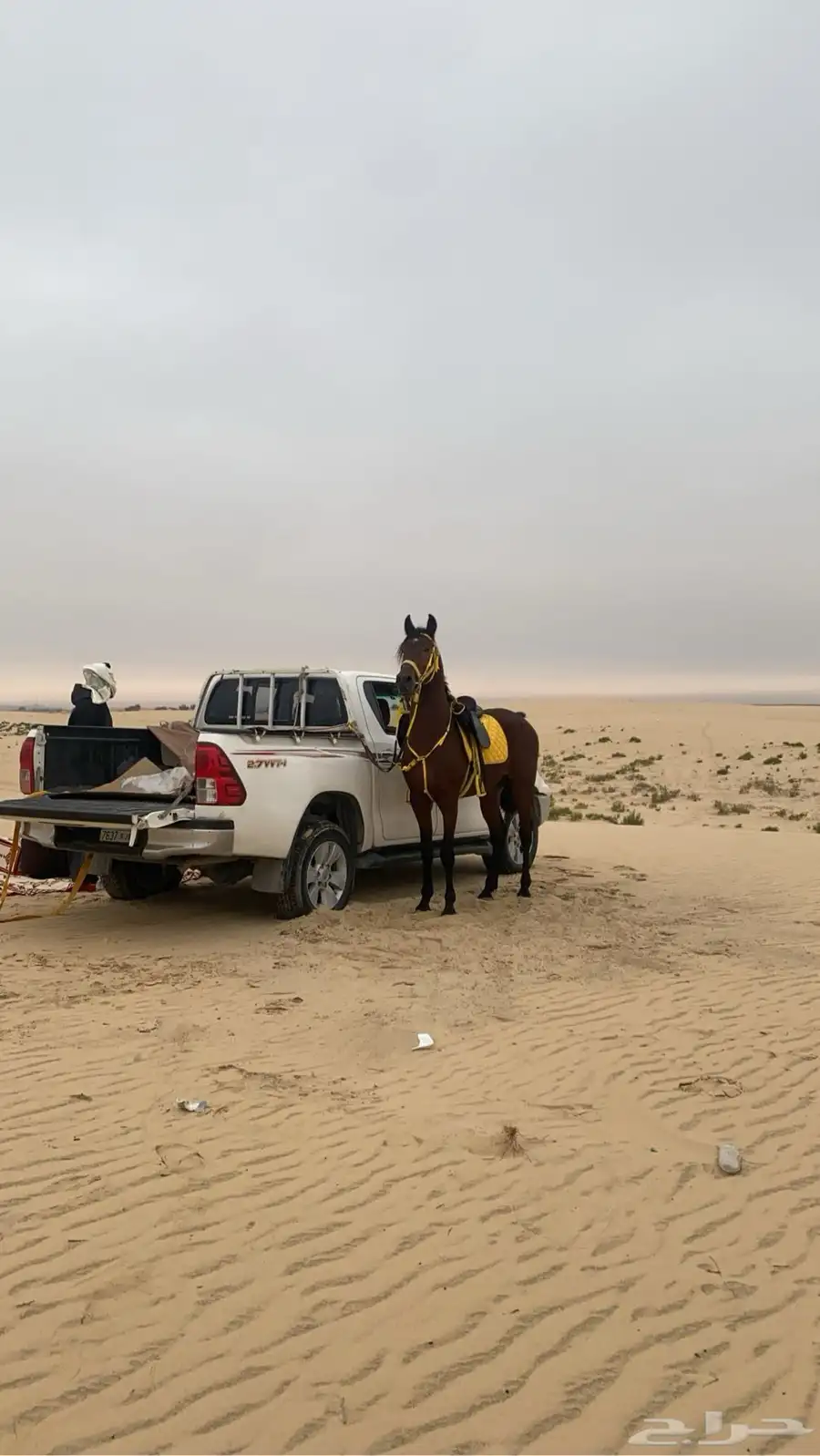 حصان شعبي حار 3