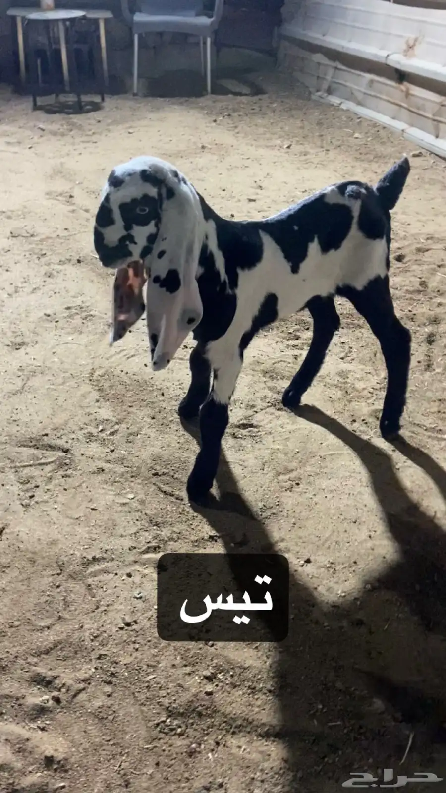 تيسين هندي خرائطي ( تم البيع ) 0