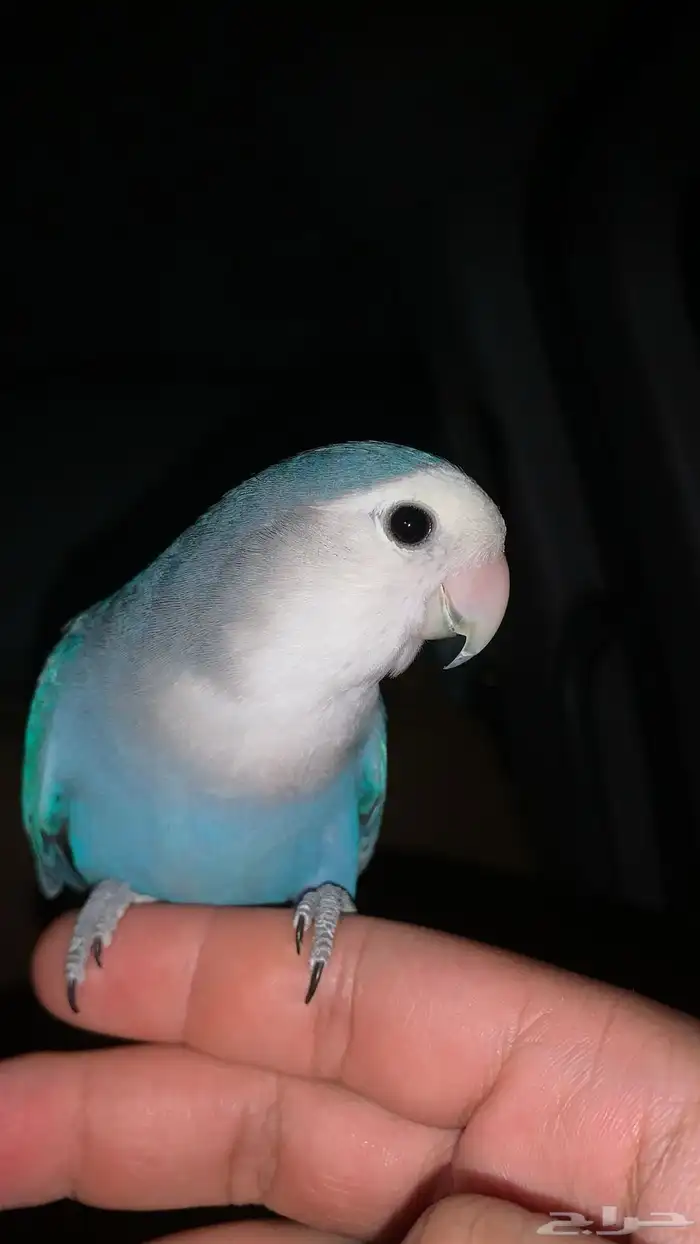 للبيع روز اليف (تم البيع ) 0