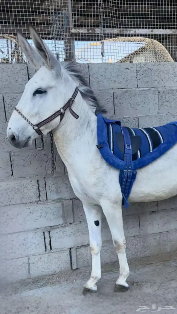 خيل 0
