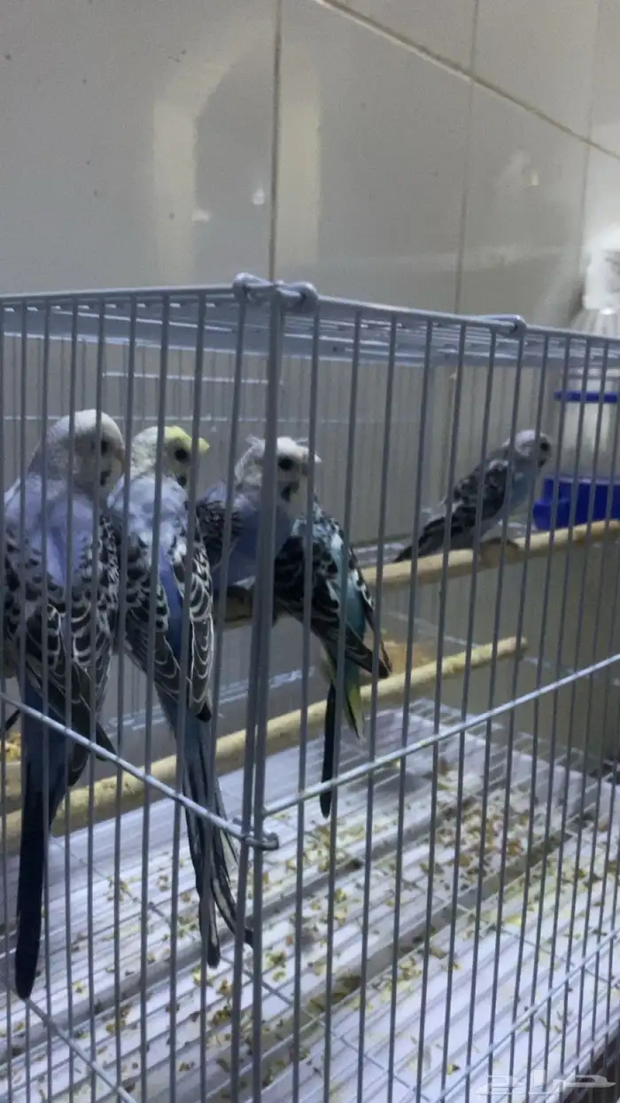 طبات بداجي هولندي العمر شهرين بوقت تربيه ويمديك تالفه للبيع 9