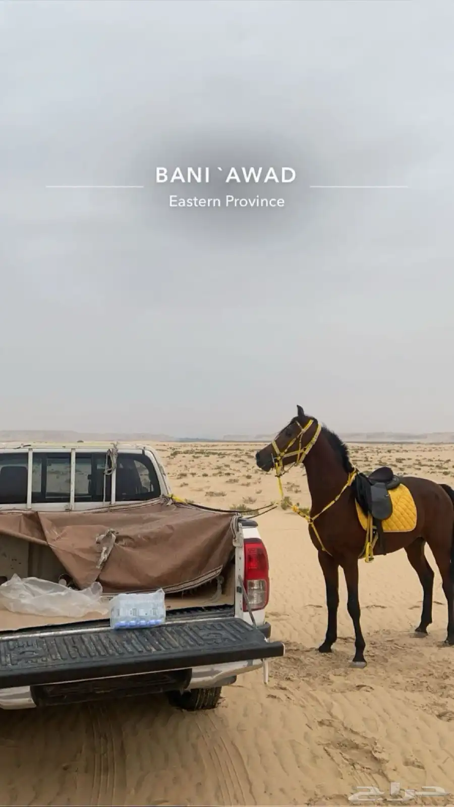 حصان شعبي حار 4