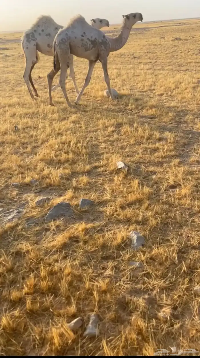 قعود حيسوني فحل نادر 1