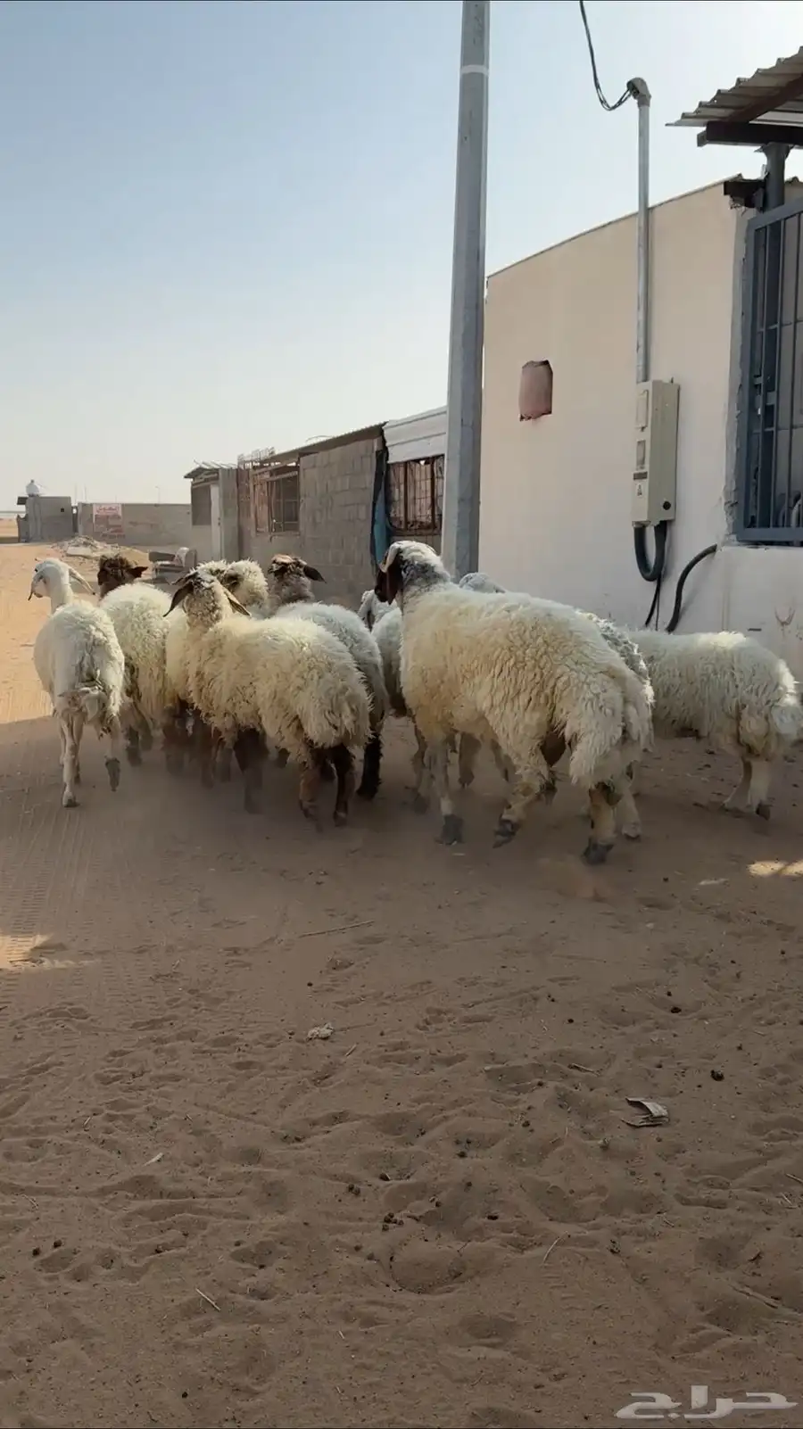 مراح غنم نعيم ومعها حريه 2