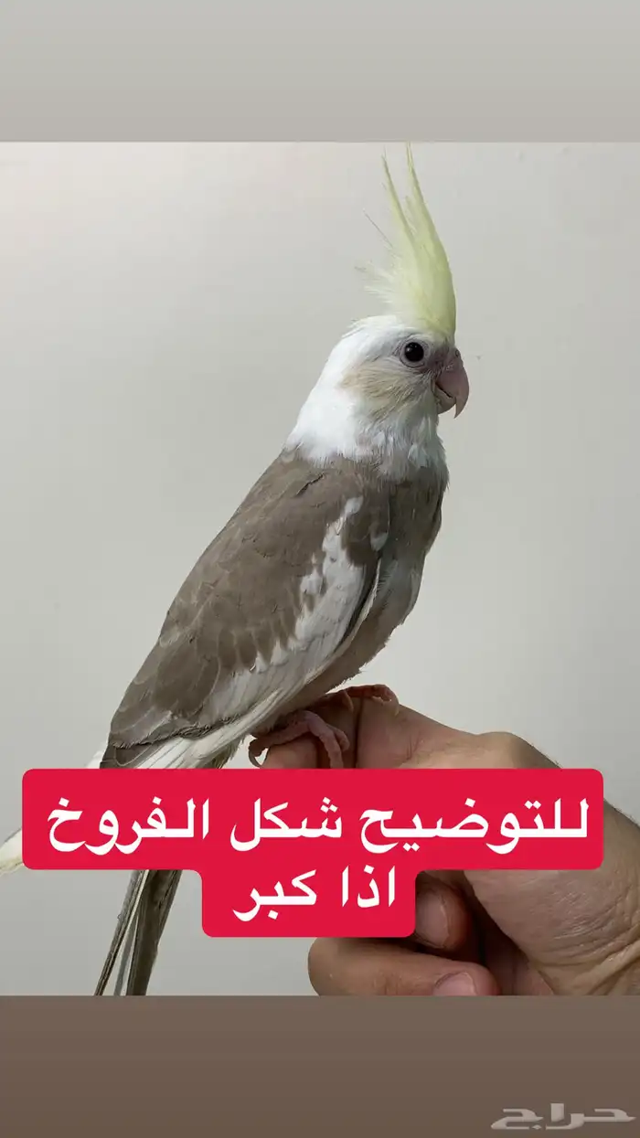 فرخين كروان تم البيع 5