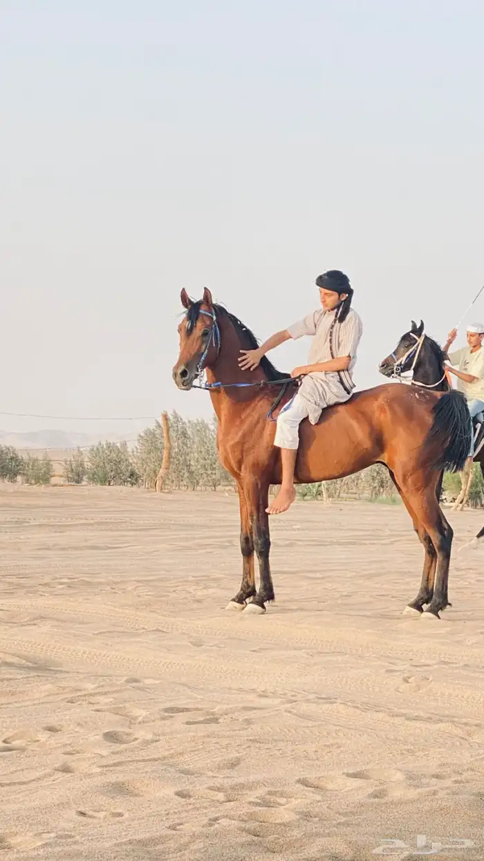 حصان واهو واوراقه مع راعيه الاول ونقبل بدل 0
