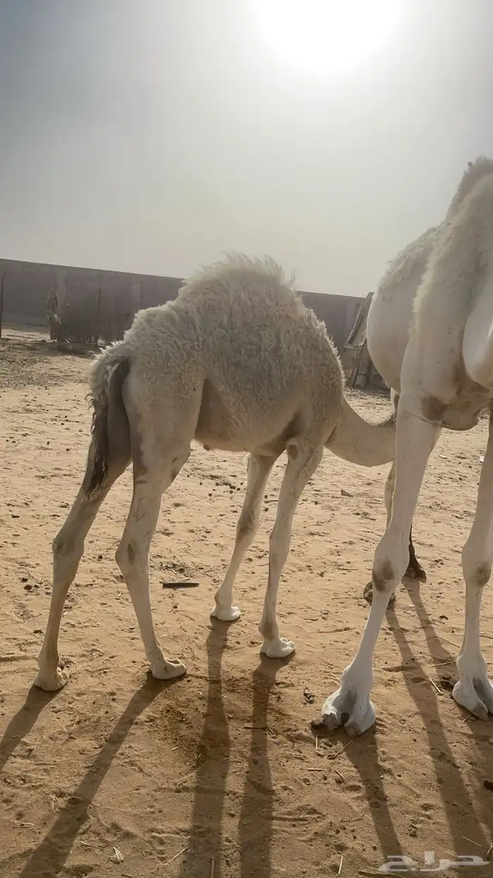 قعود قصب لباني(( تم البيع)) 0