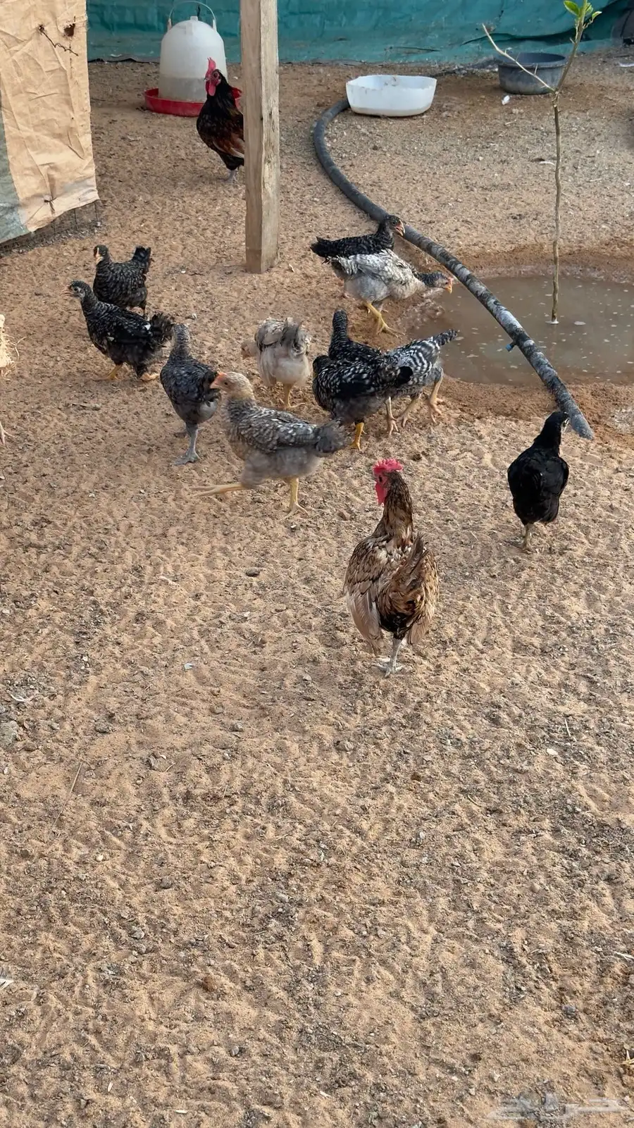 فروخ دجاج تركي 2