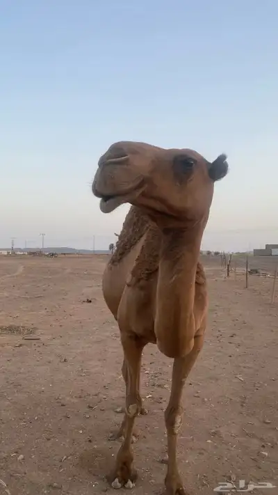ناقه طيبه صفراء منيحه ضروبه نقبل معروض 0