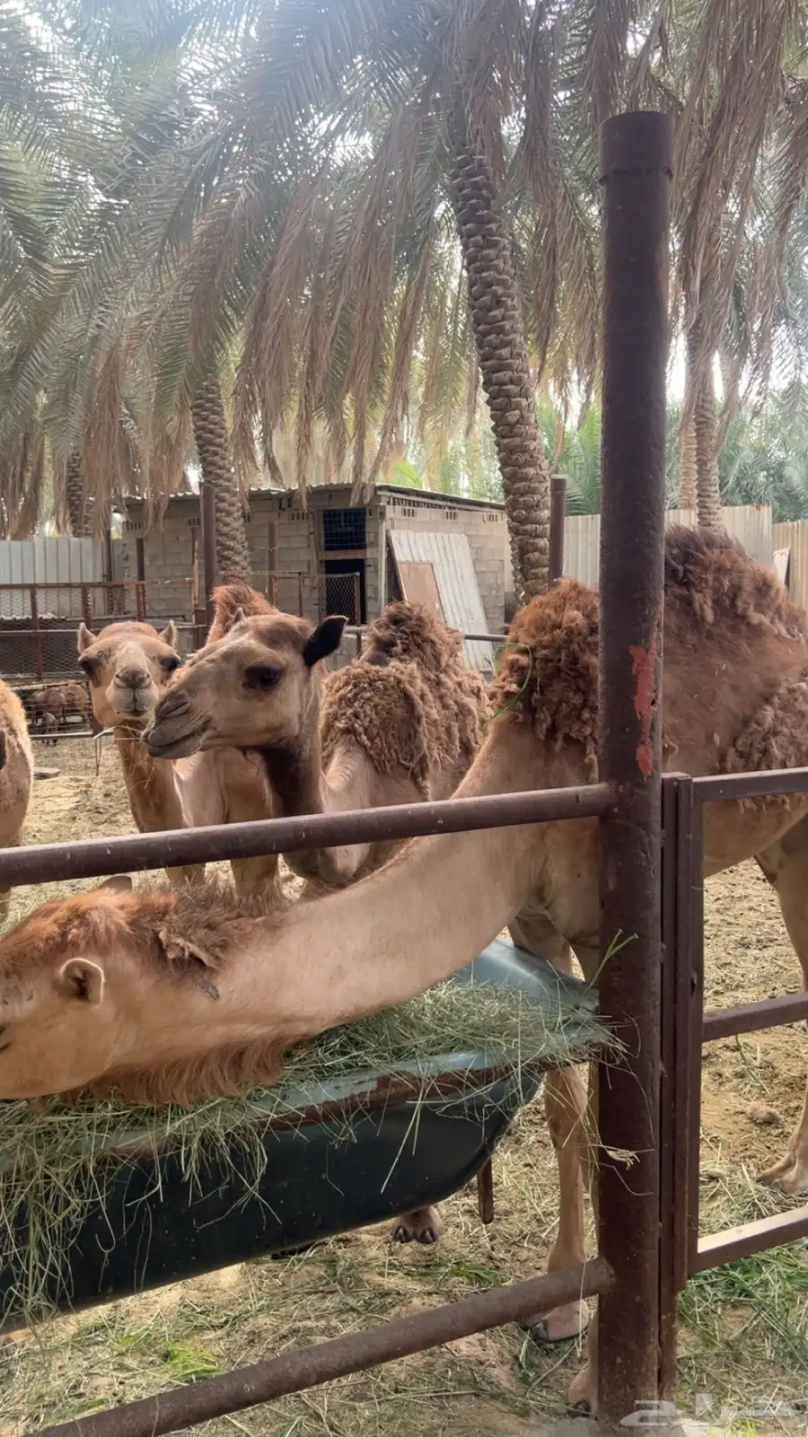 البيع 0